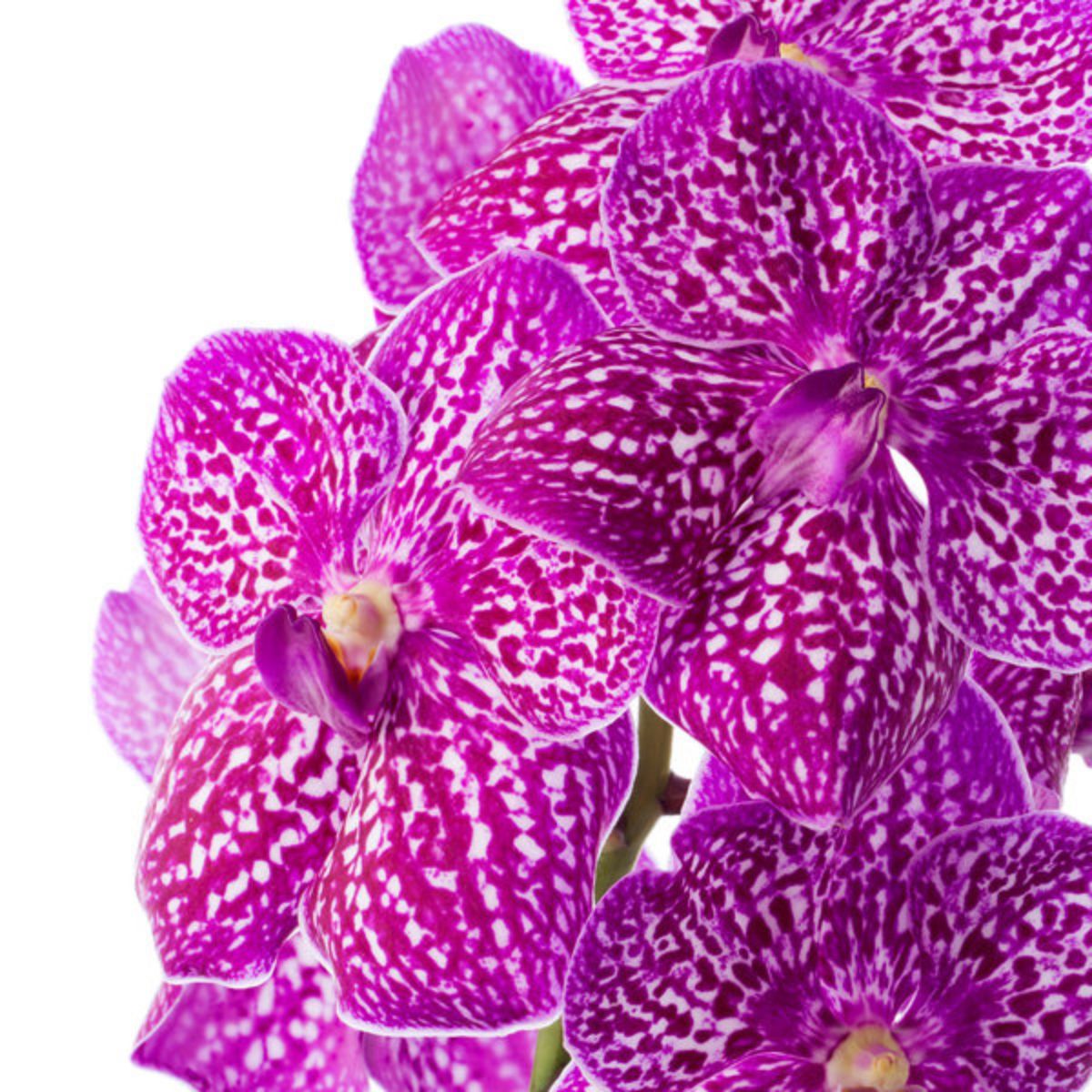 Ansu Vanda orchid in pink purple color