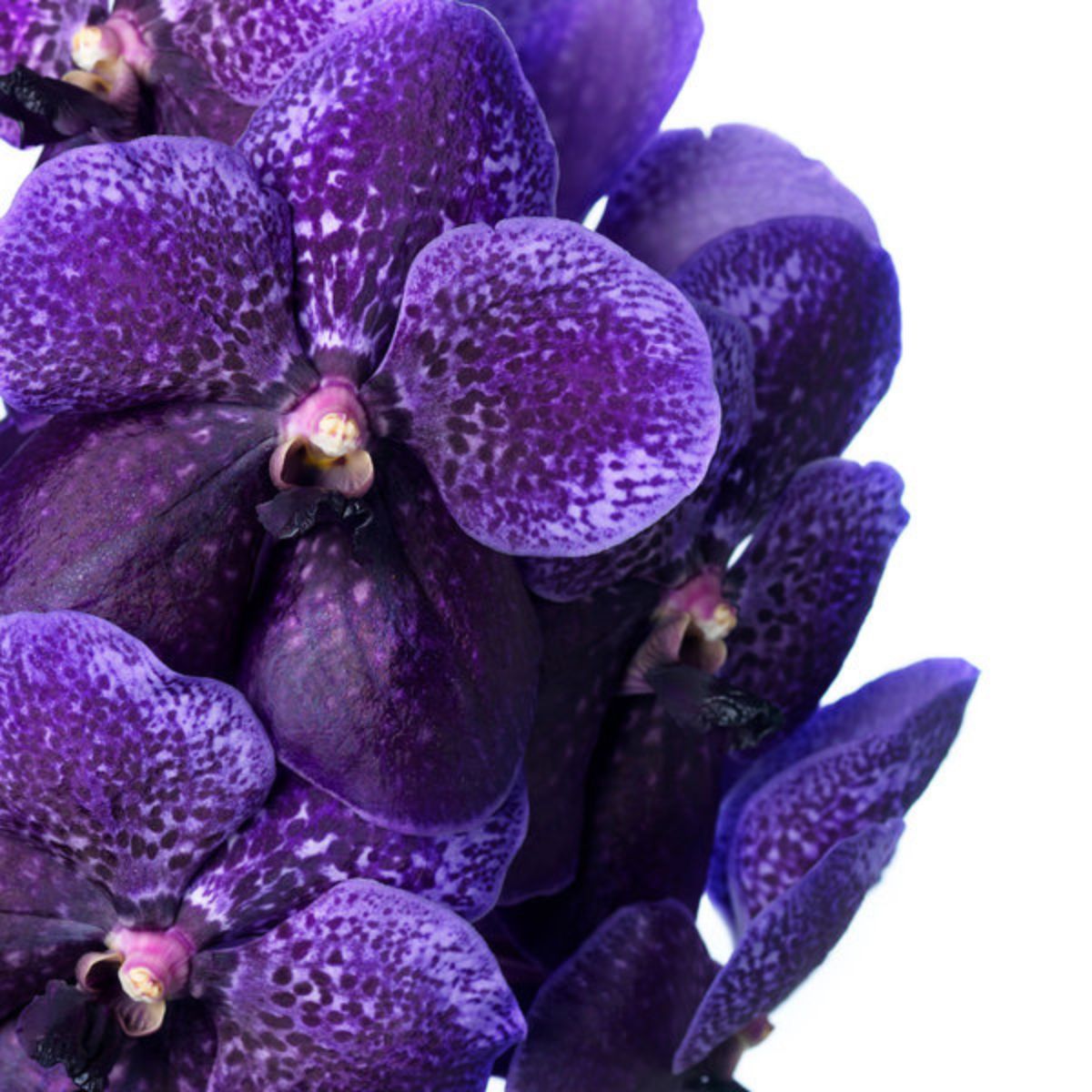 Purple vanda orchid by Ansu Vanda