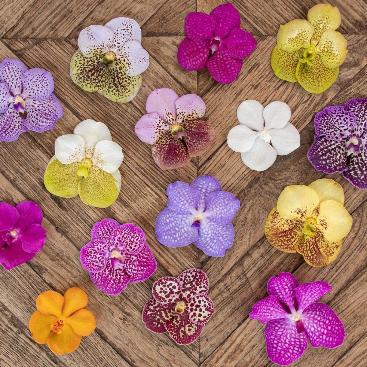 vanda-orchids-featured