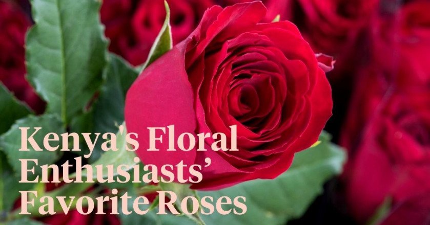 Kenya’s Most Popular Rose Varieties: The Beauty of Kenyan Roses