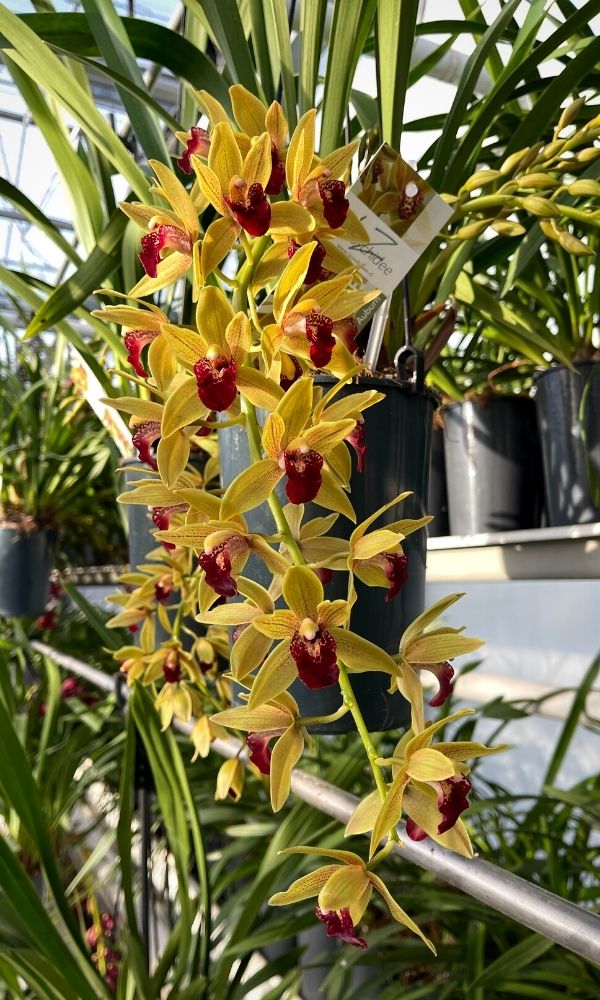 Cascading Cymbidium Orchid