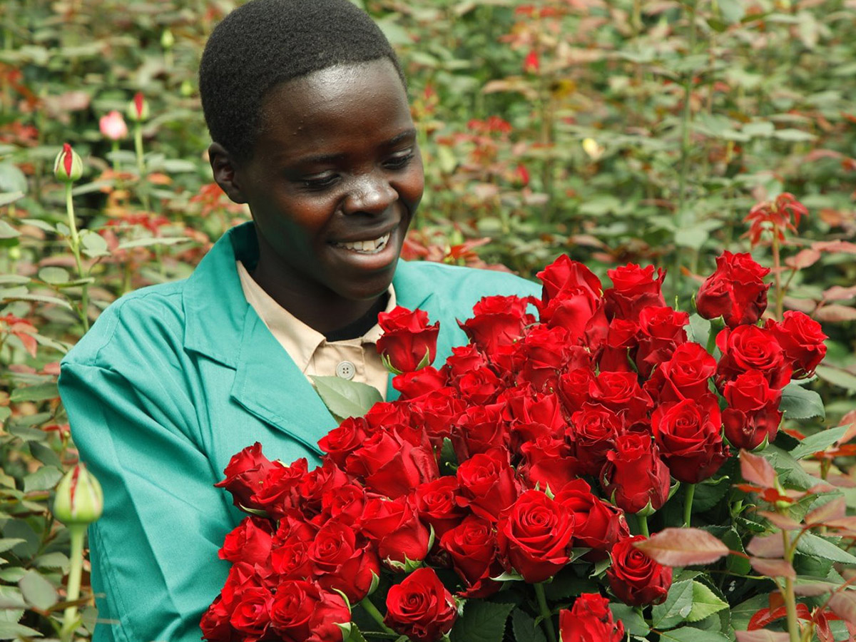 Kenyan Roses at Black Tulip Farms