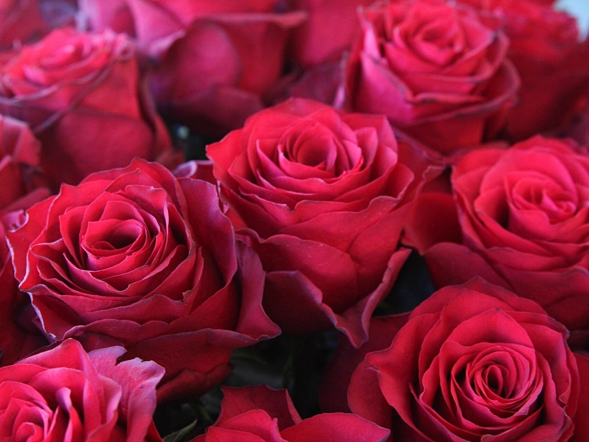 Closeup of premium class red roses