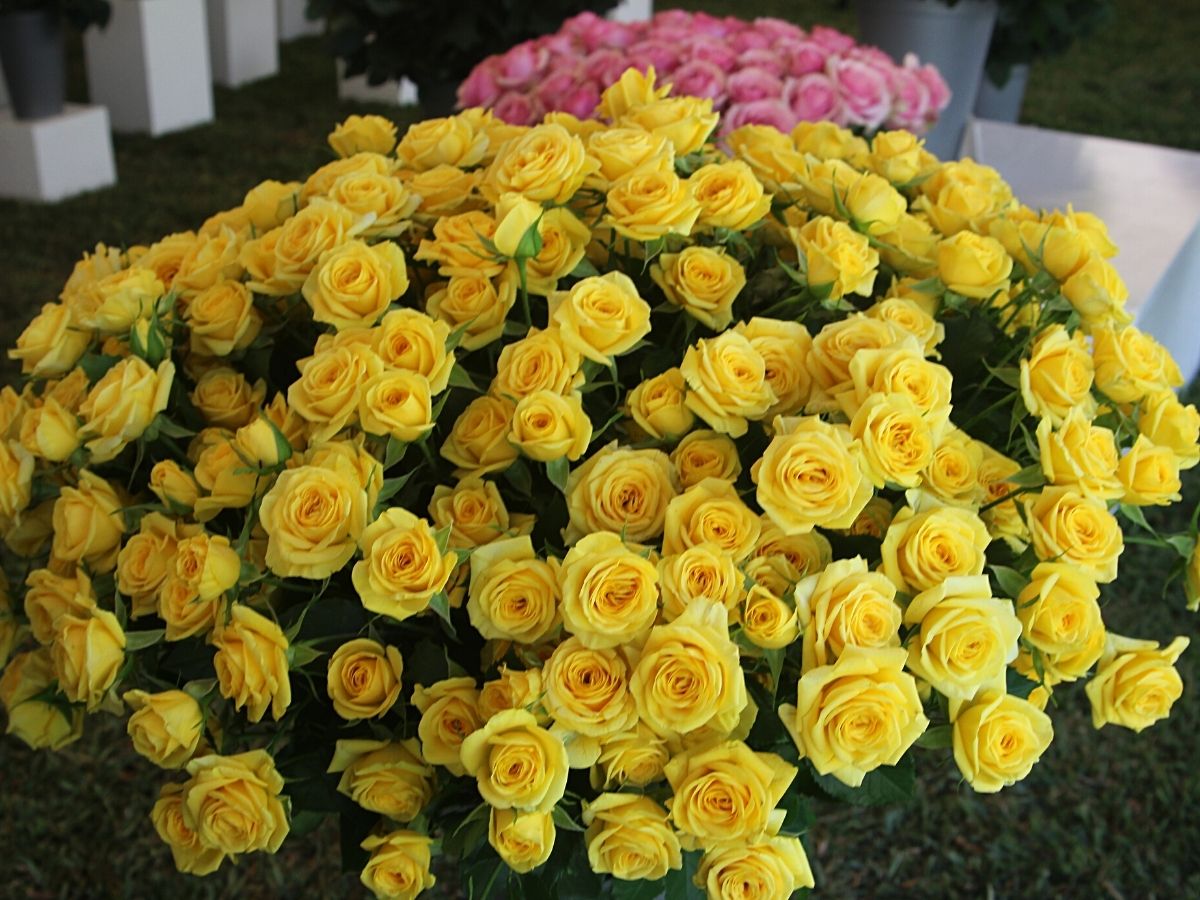 United Selections exhibits Spray Rose Golden Blossoms at open days