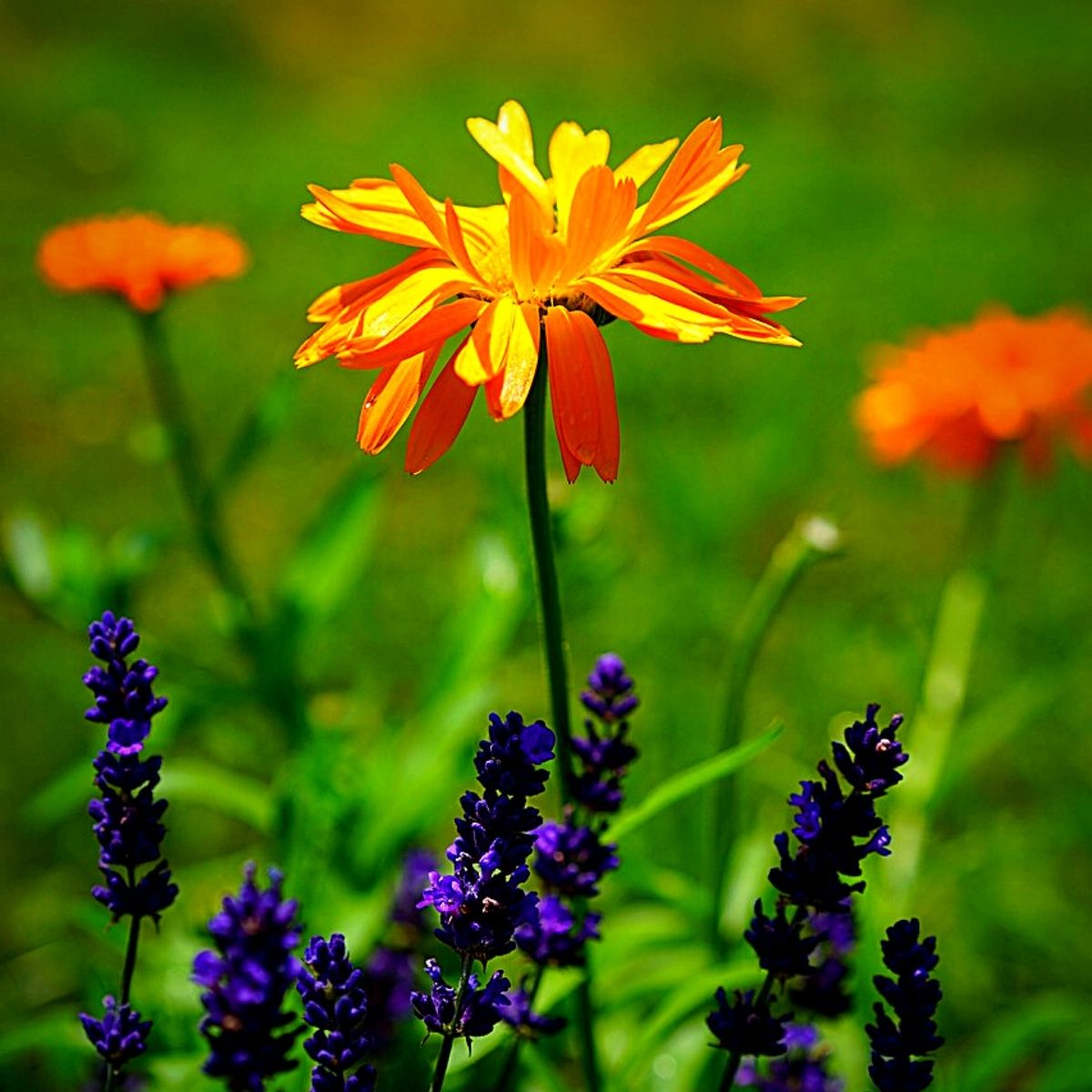 Flowers That Keep Bugs Away - Marigold and Lavender