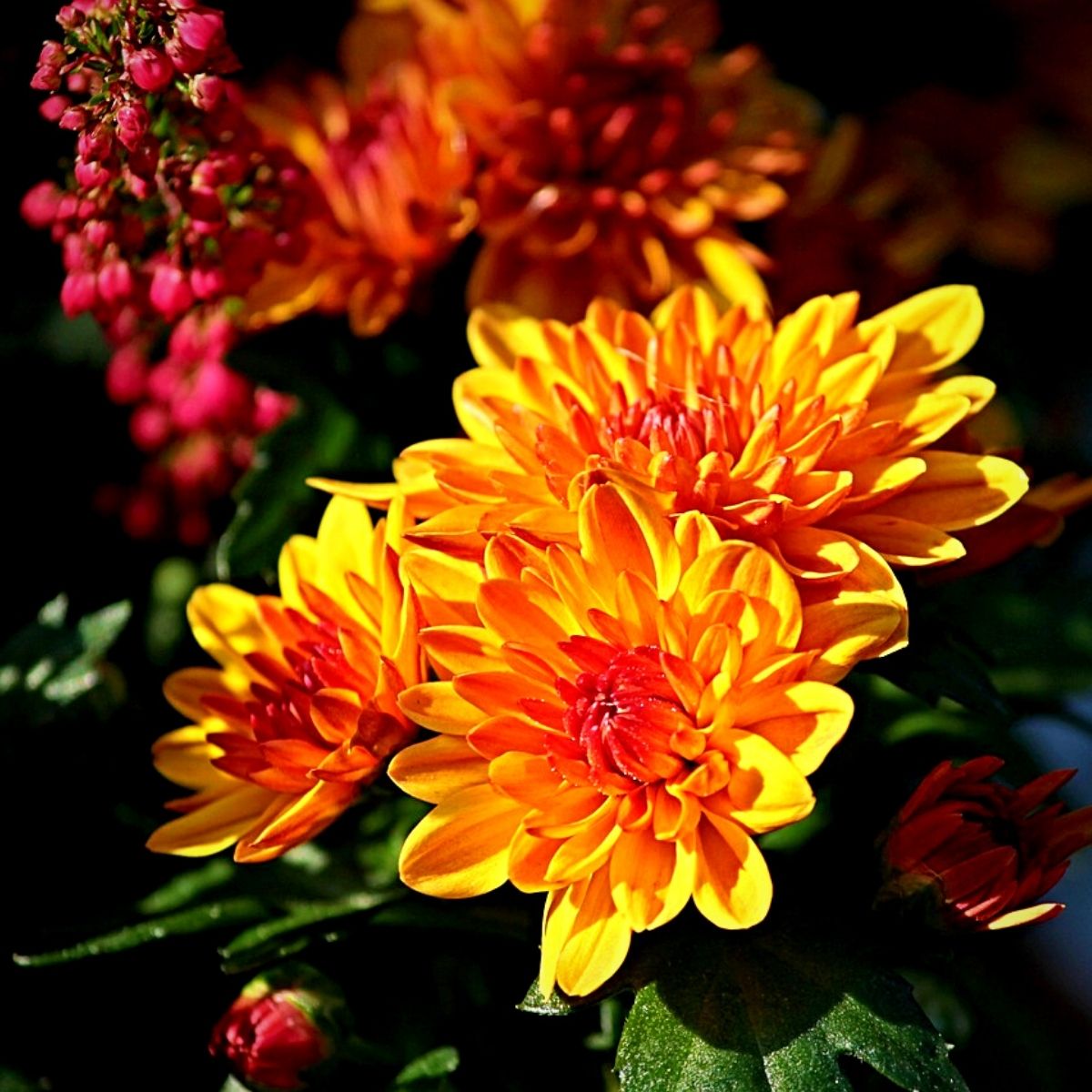 Chrysanthemums, A flower that keeps bugs away