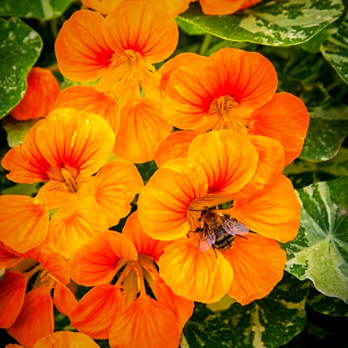 Nasturtiums, A flower that keeps bugs away