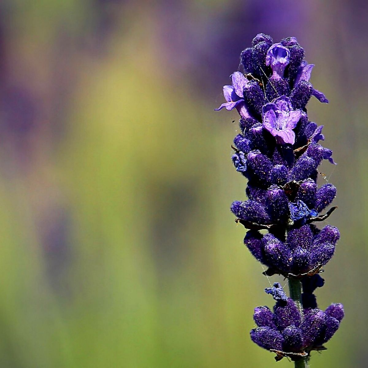 Lavender, A flower that keeps bugs away