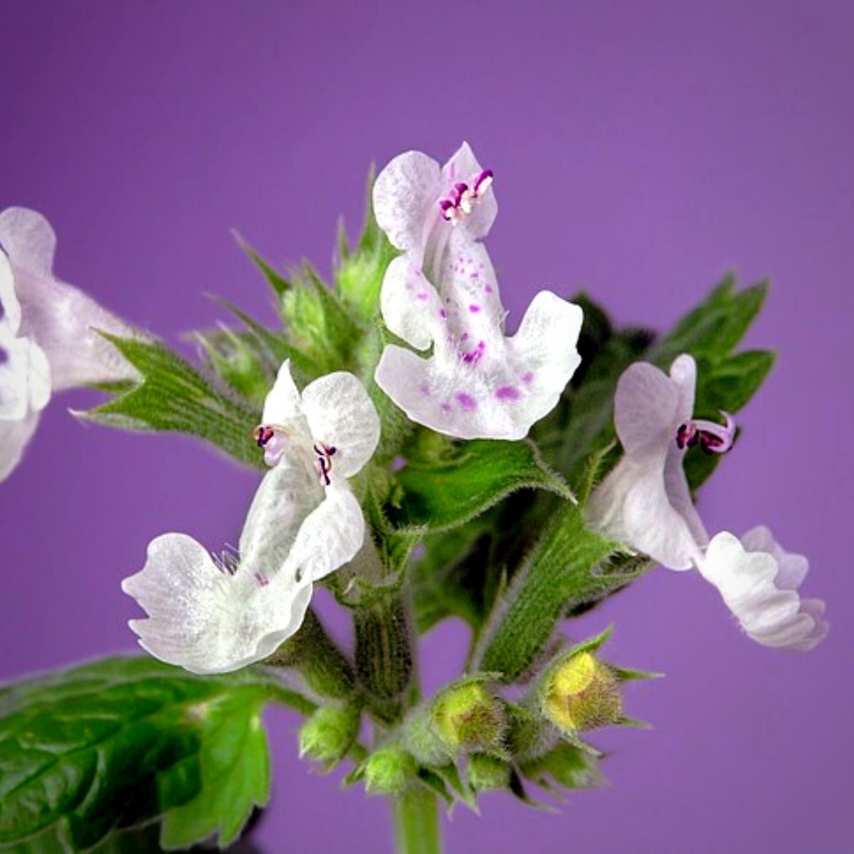 Catnips, a flower that keeps bugs away