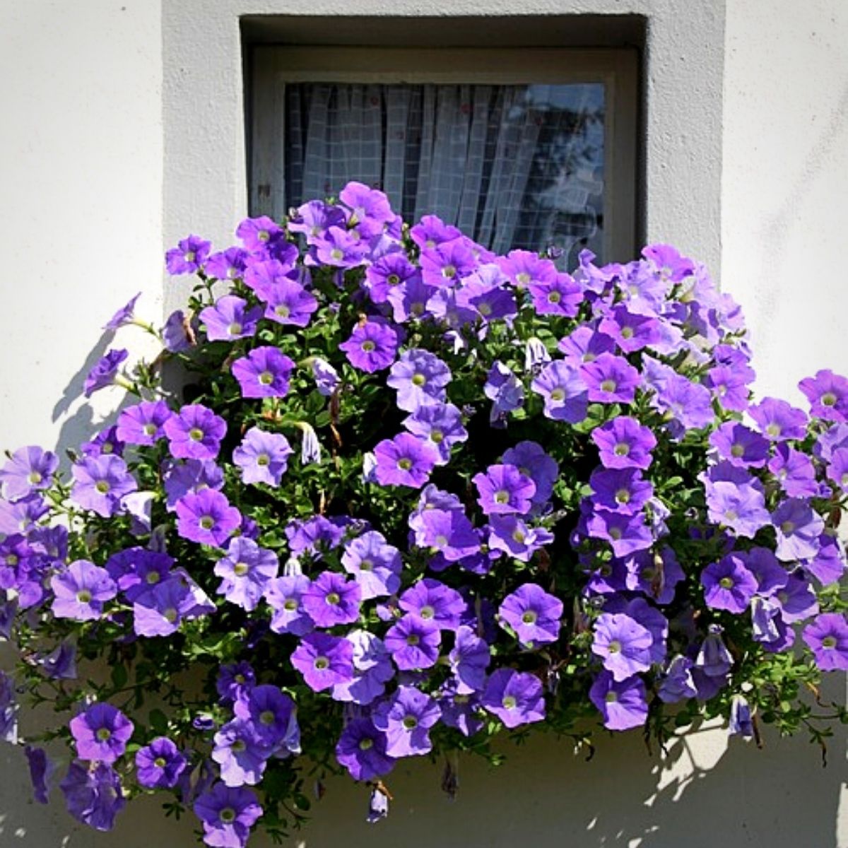 Petunia, a flower that keeps bugs away.