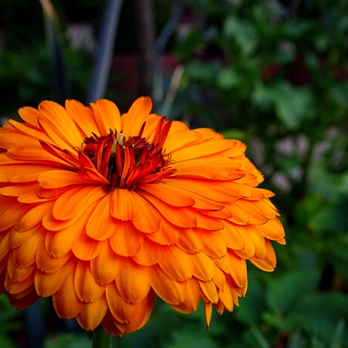 Marigold, A flower that keeps bugs away