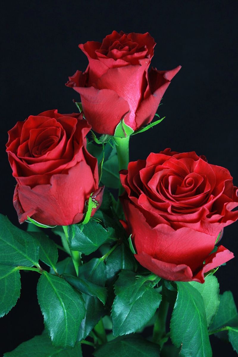 The Big Five Rose Edition - Part 1 - Red Roses - Article onThursd