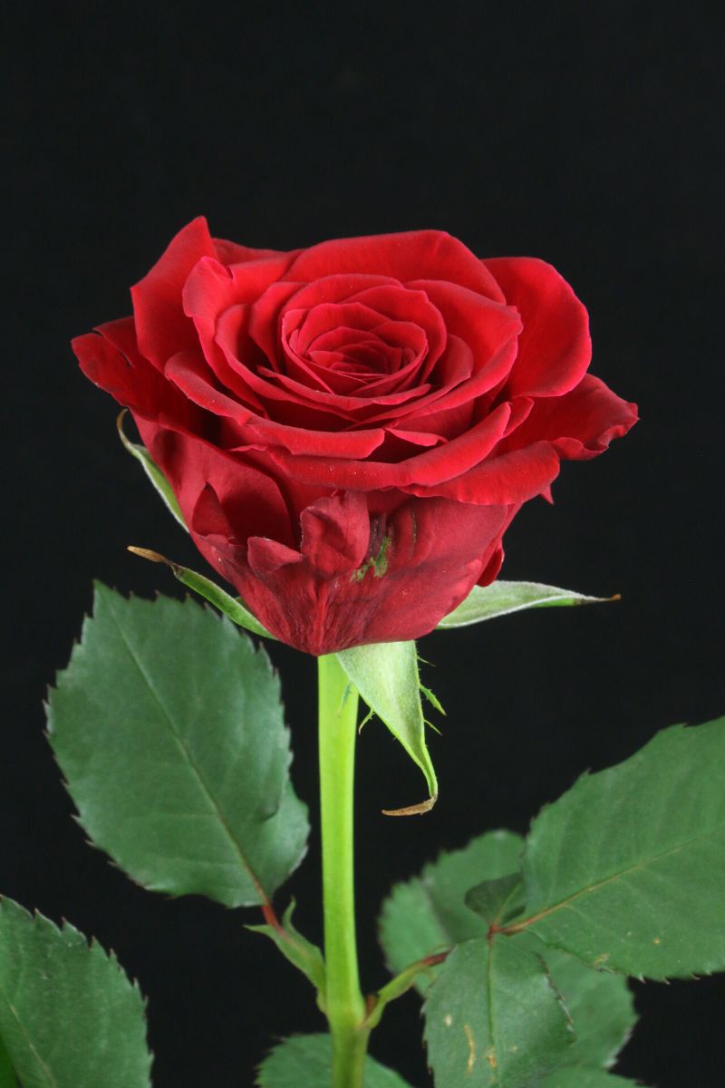 The Meaning of Red Roses - Article onThursd