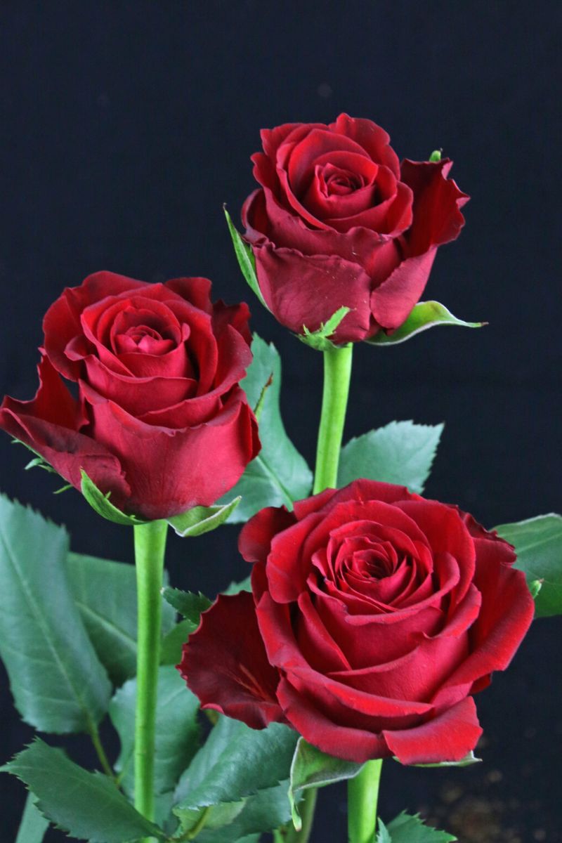 The Big Five Rose Edition - Part 1 - Red Roses - Article onThursd