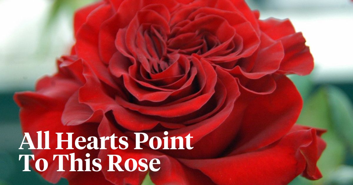 Rose hearts Jan Spek header