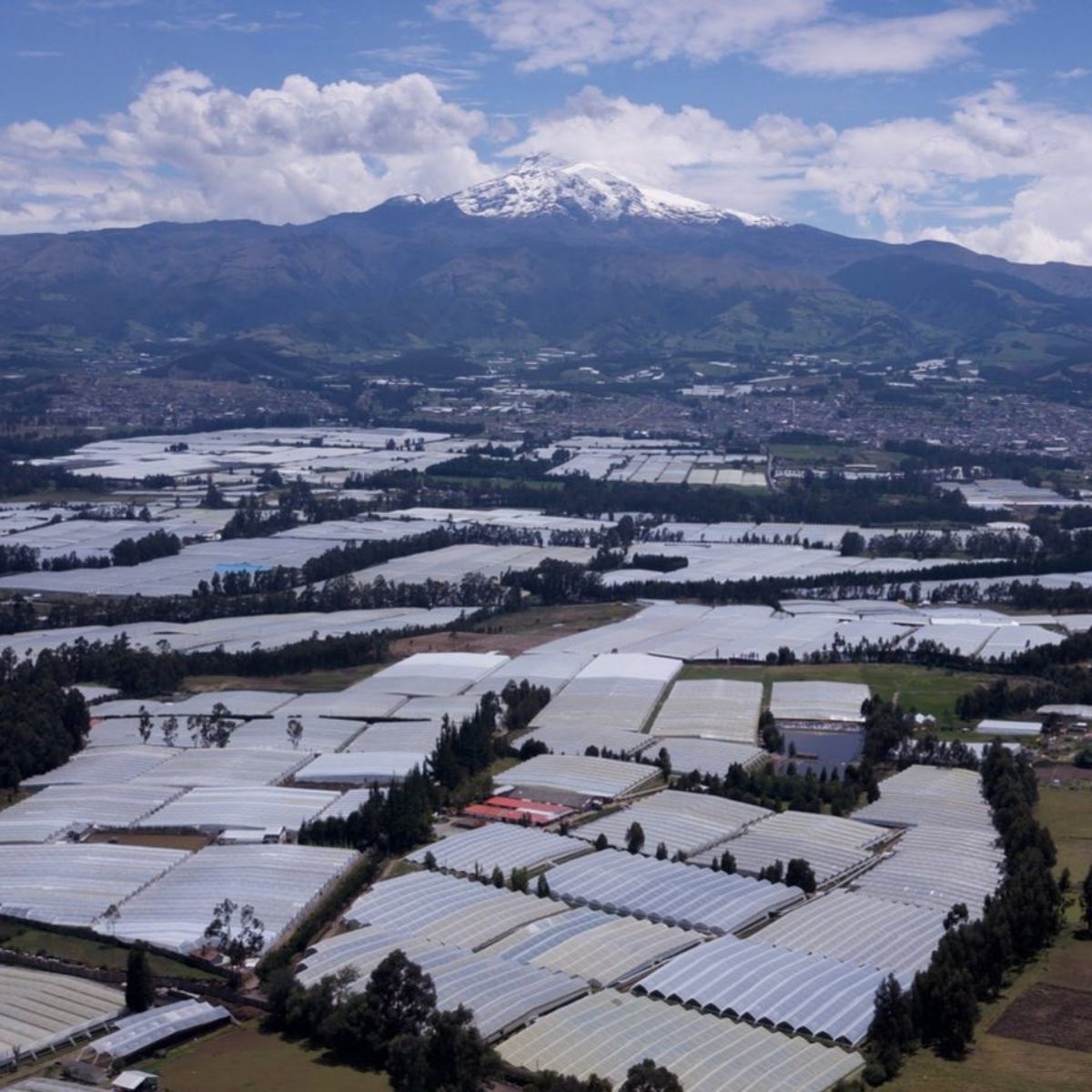 Agrivaldani farms in Ecuador