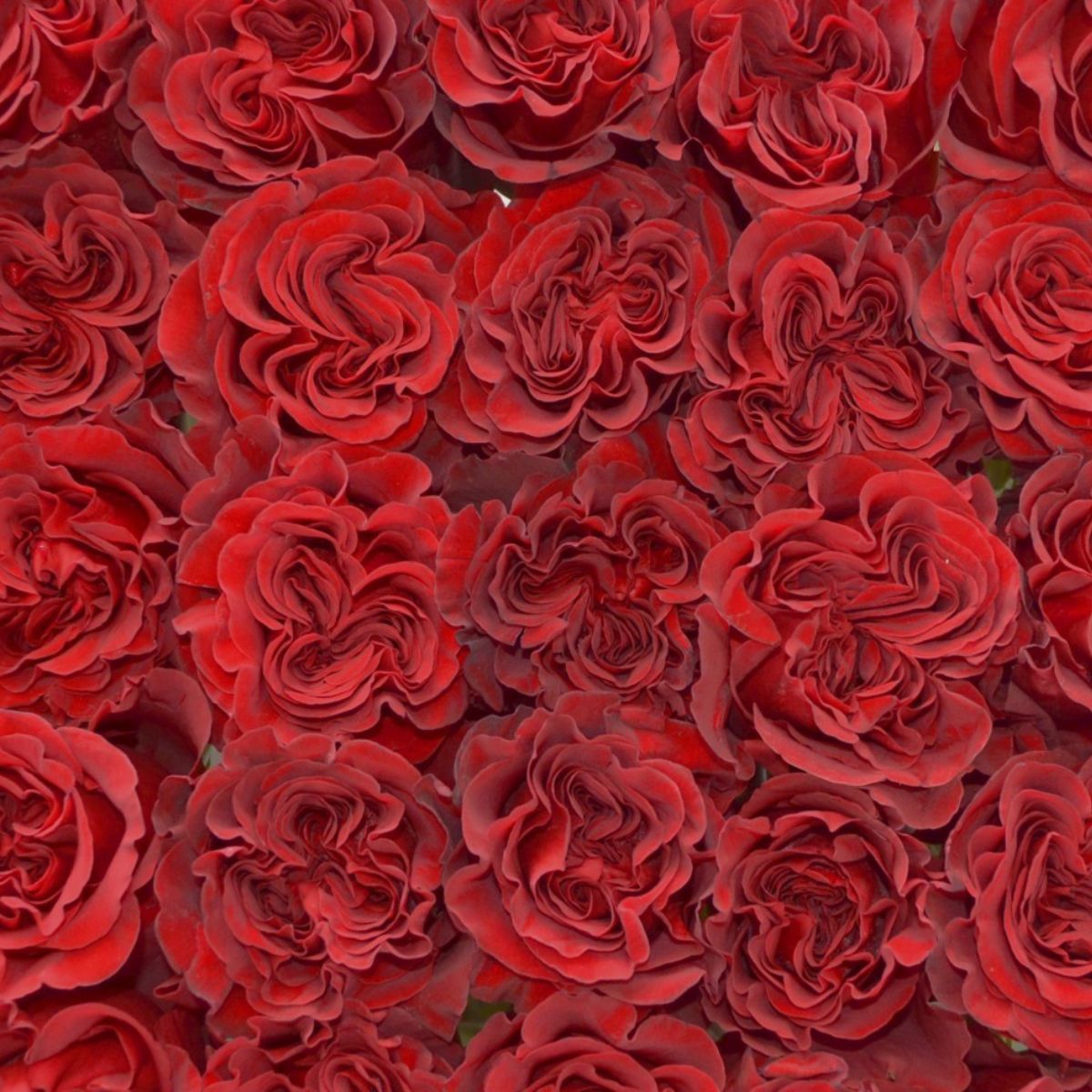 A full view of Rose Hearts