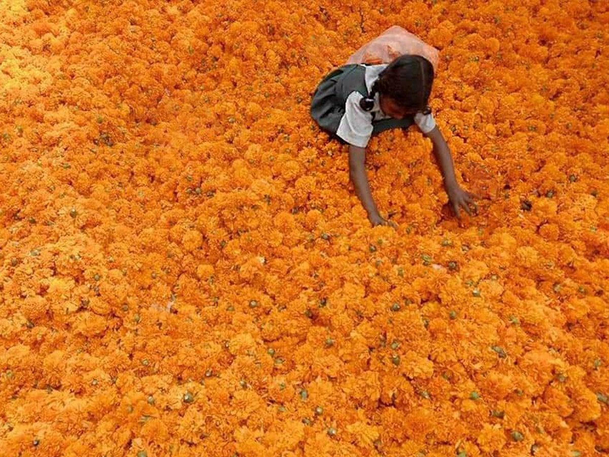 indian marigold flower