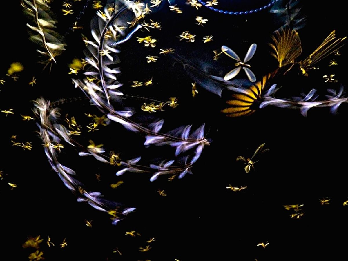 Closeup photographer of the year contest showing fireflies in picture