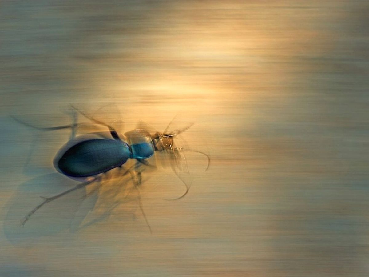 Cockroach won second place in photographer of the year contest