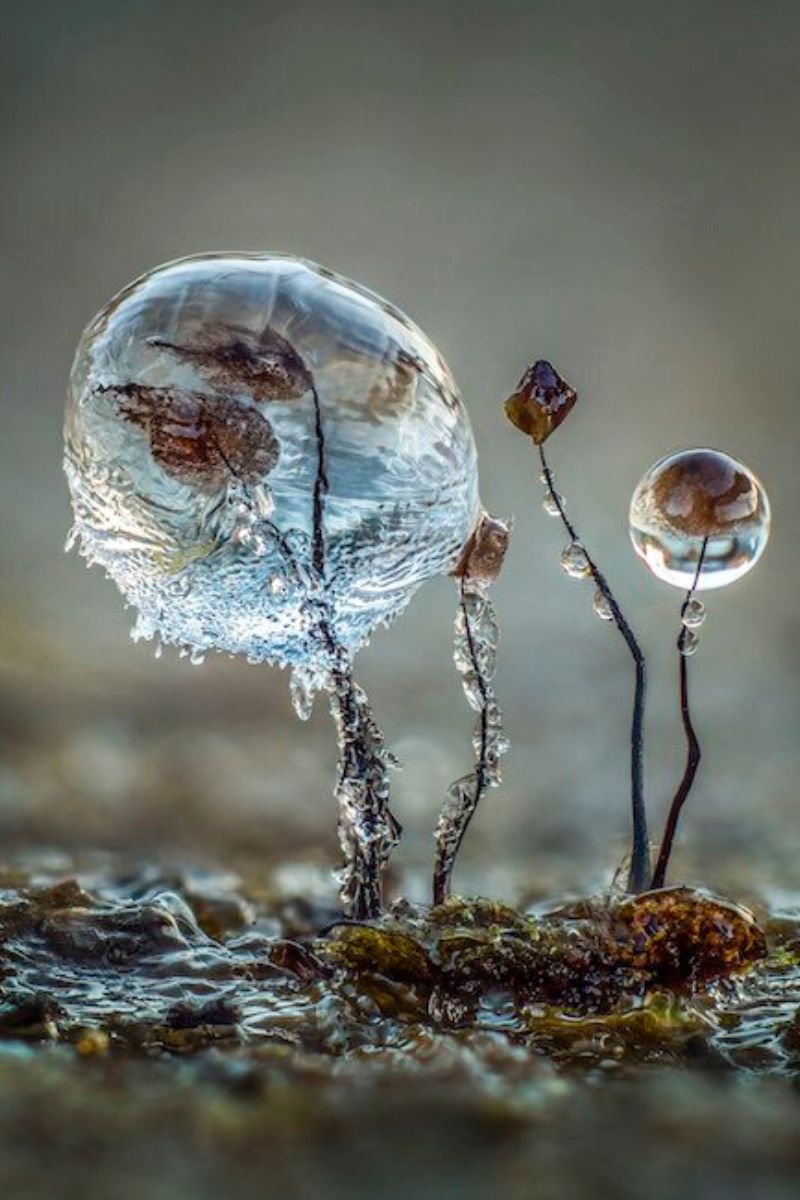 Fungi photography in cupoty
