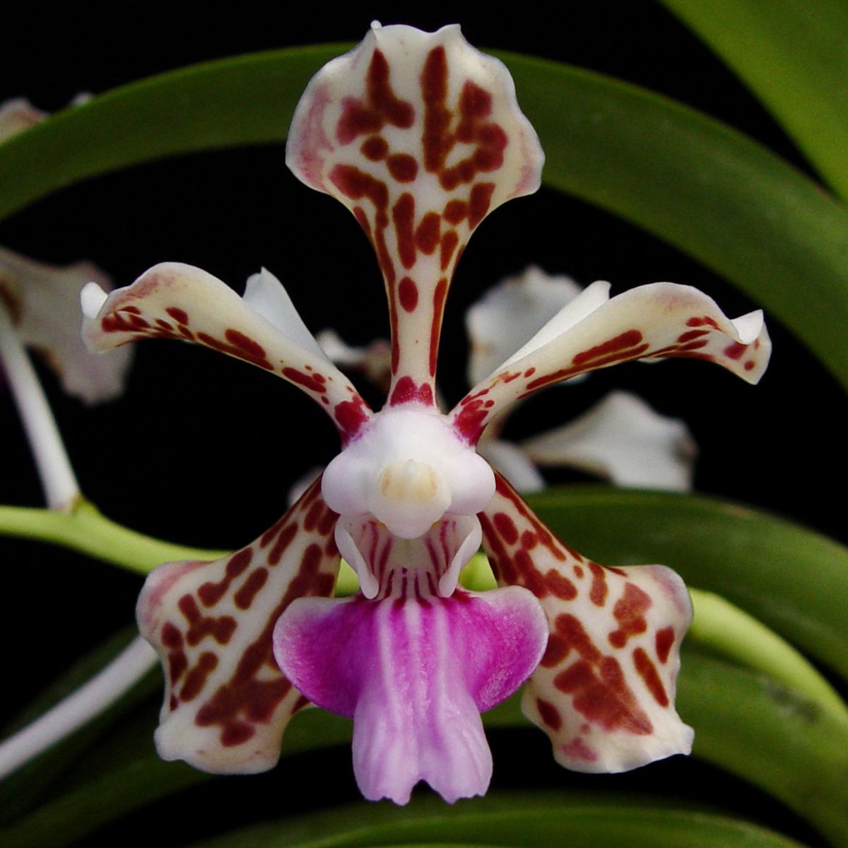 Vanda tricolor orchid