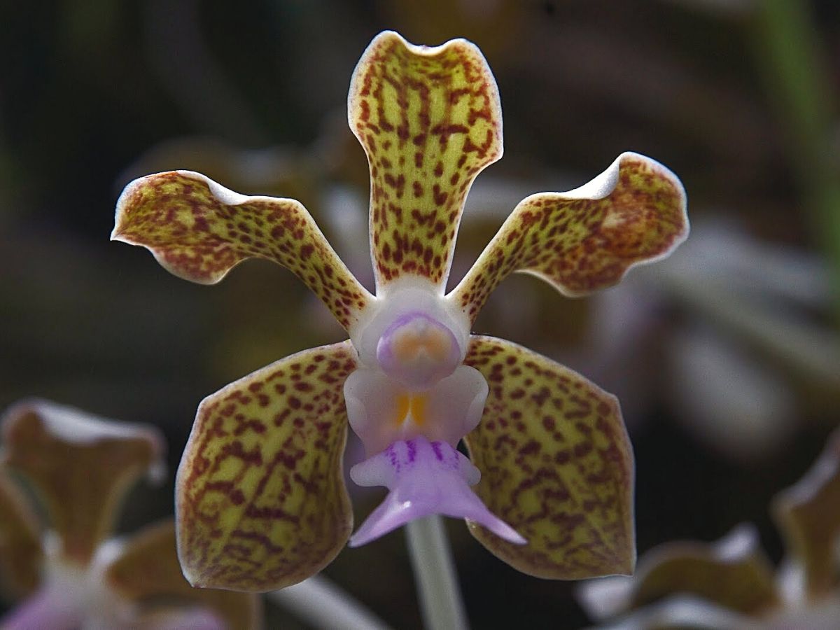 Vanda Bensonii orchid