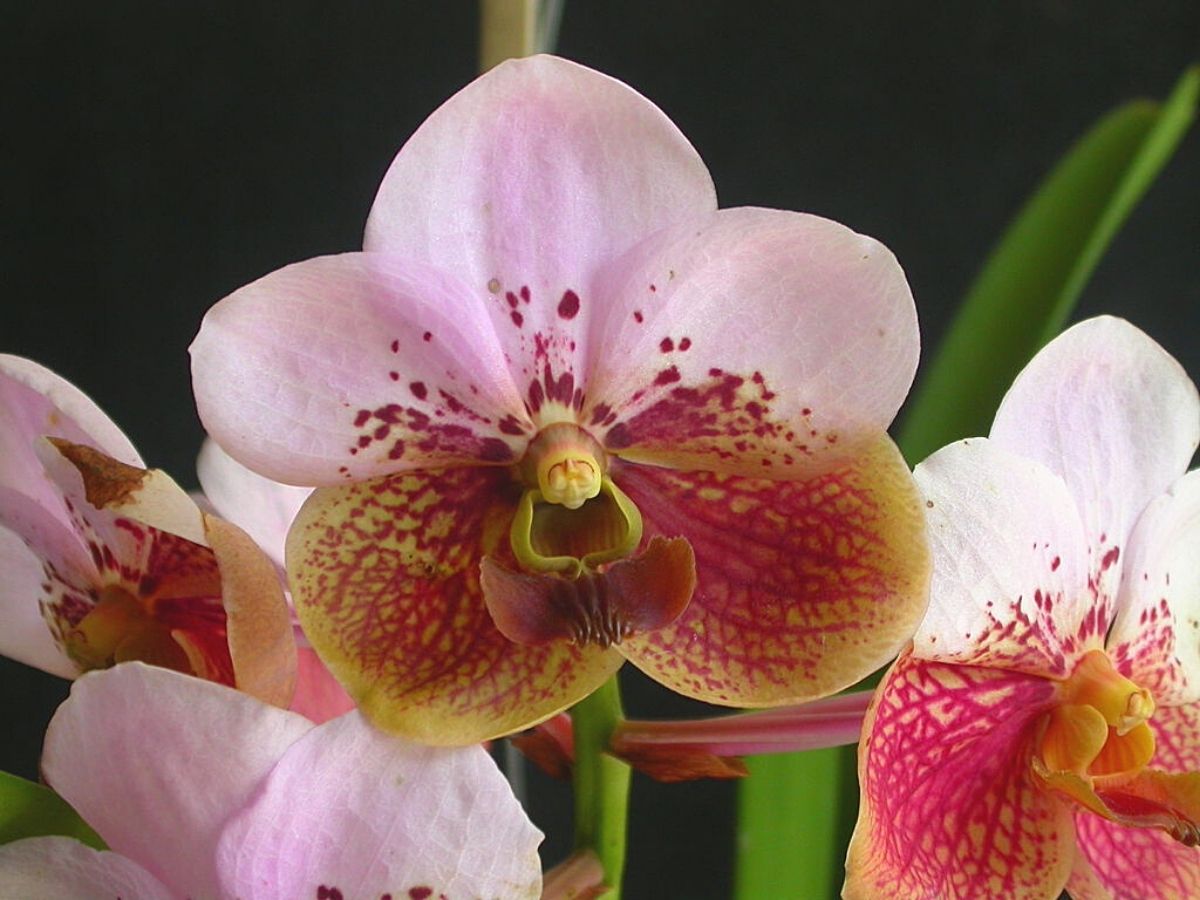 Vanda sanderiana orchid
