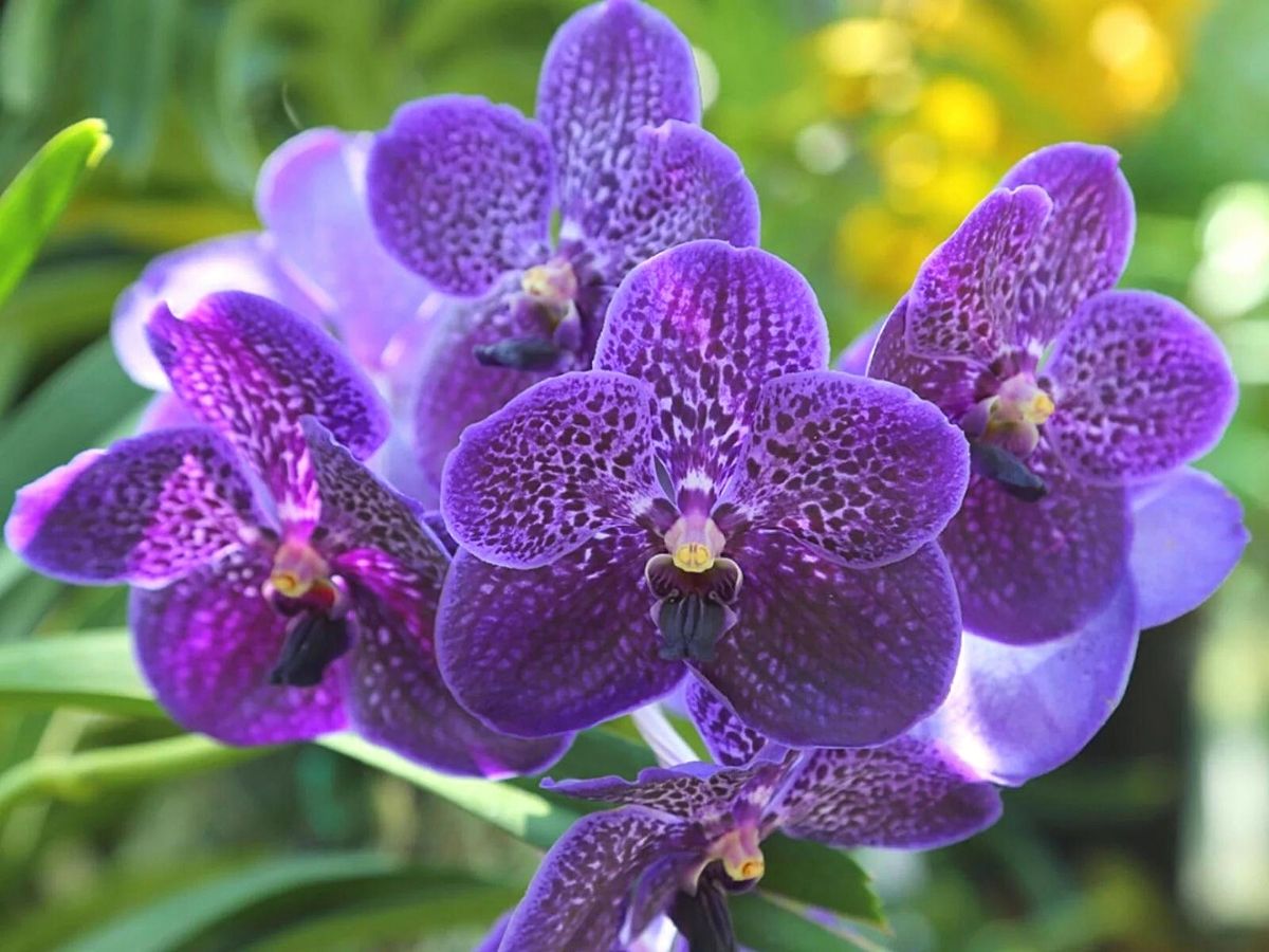 What is a vanda orchid