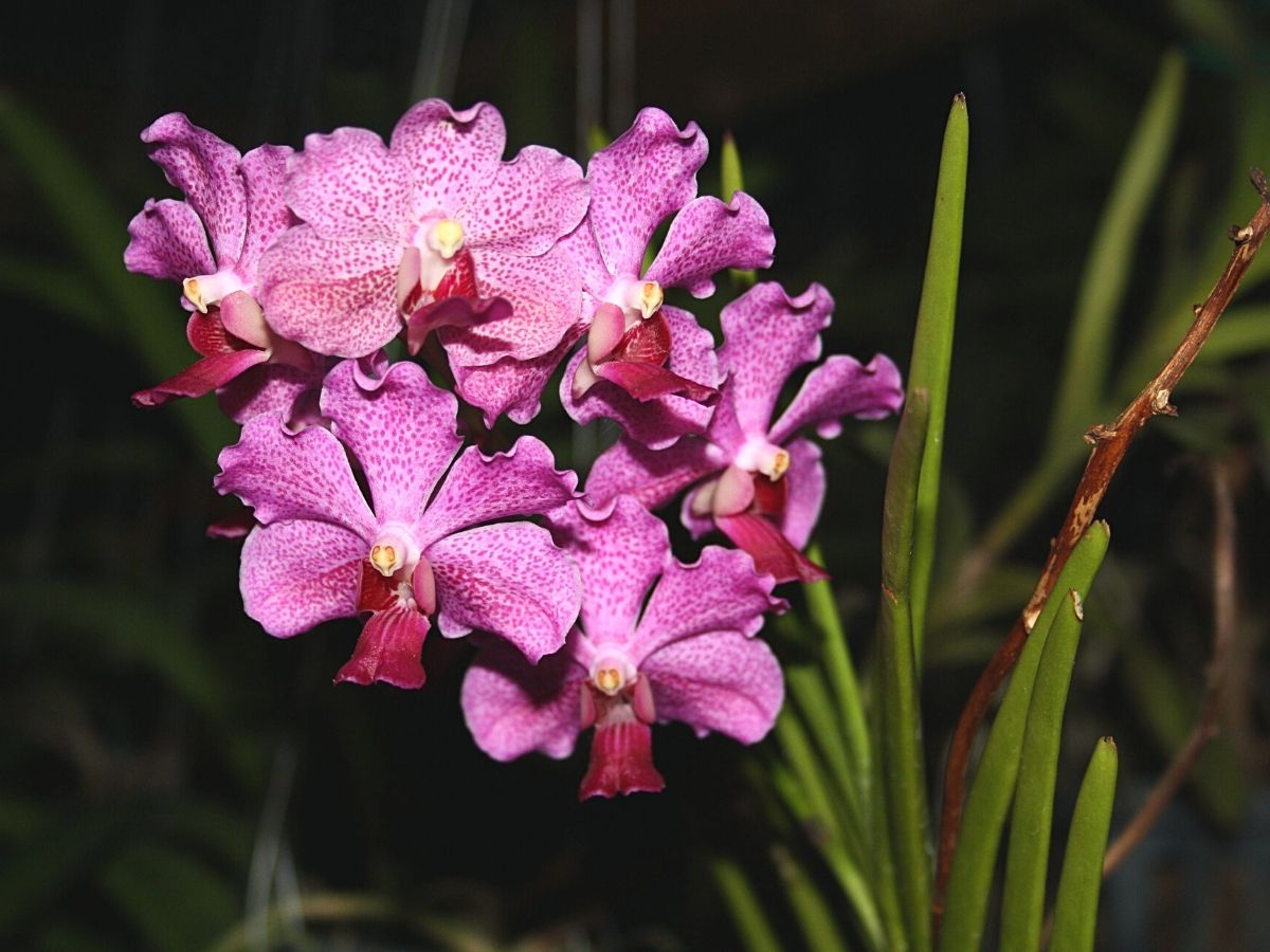 Semi terete vanda orchids