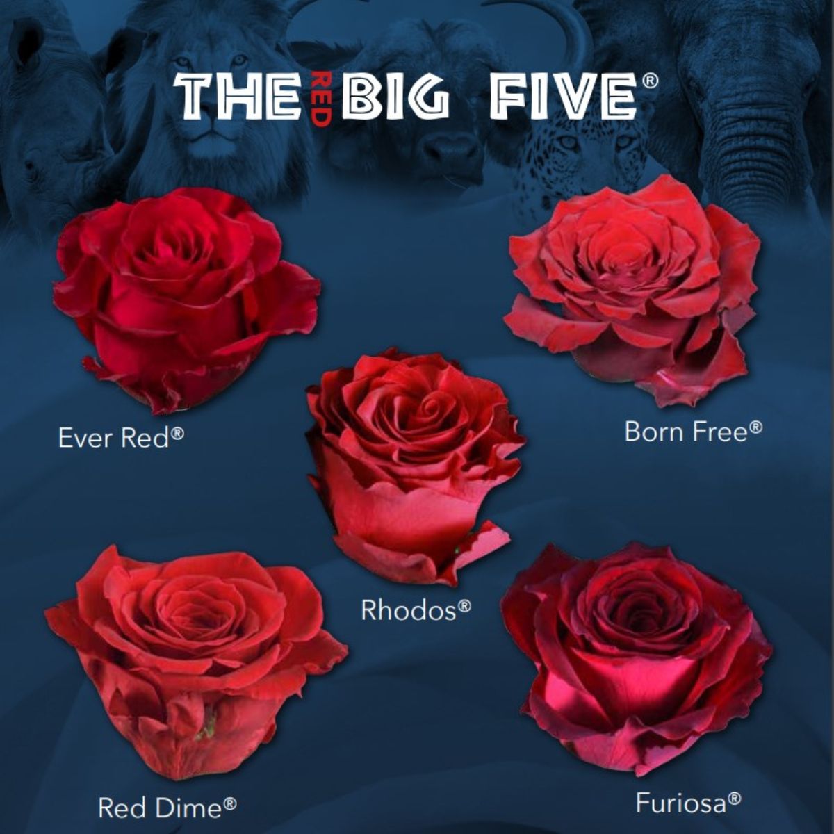 The Big Five Rose Edition - 1 - Red Roses - Article on Thursd