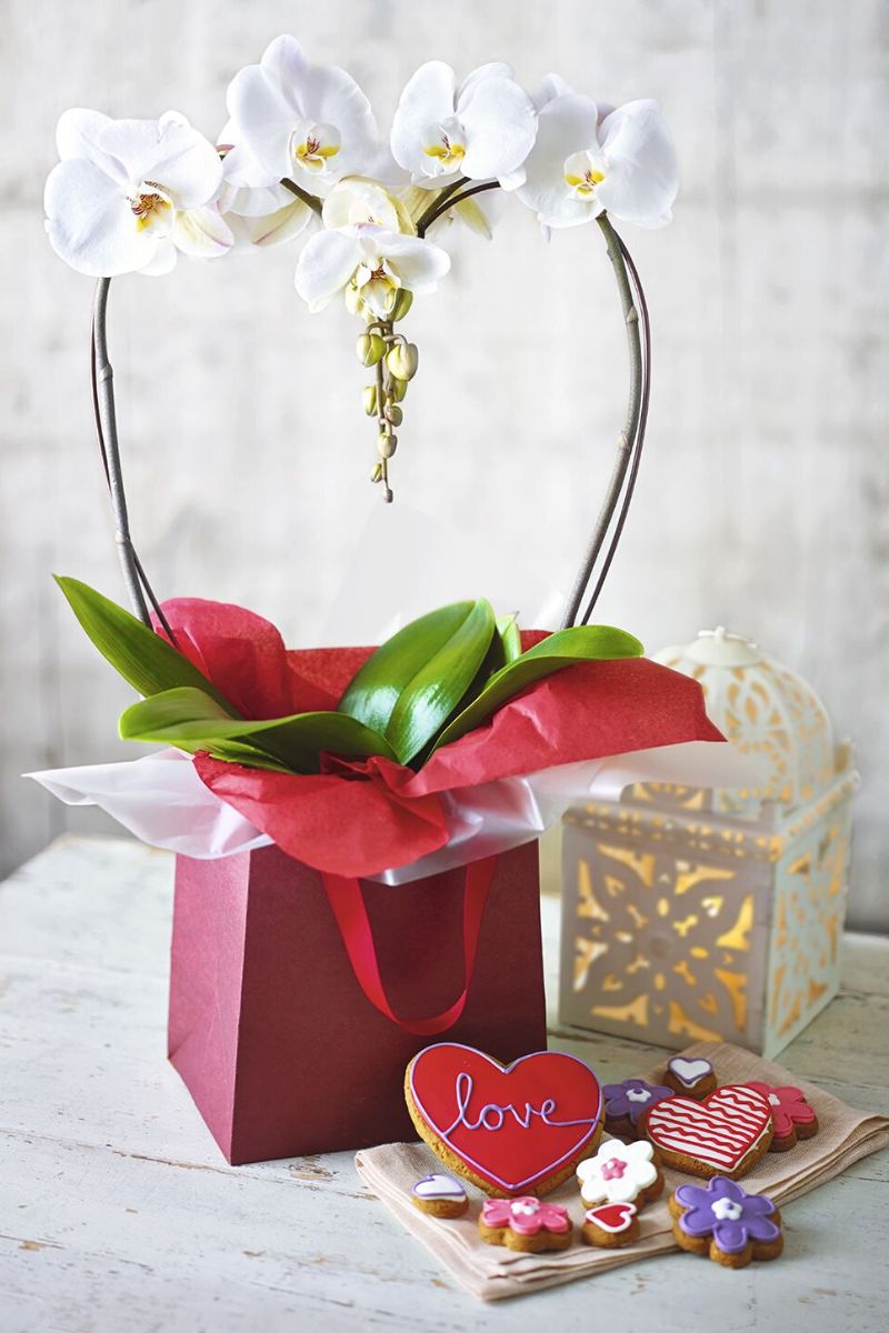 Romantic orchid flowers for Valentines Day