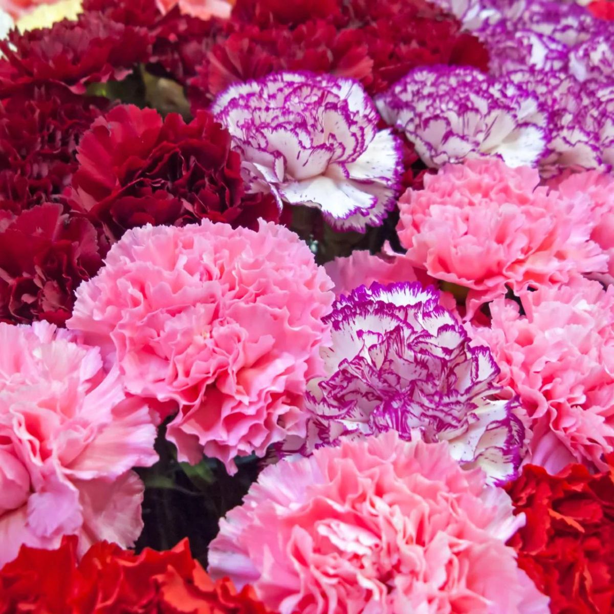  Carnations Valentines Day