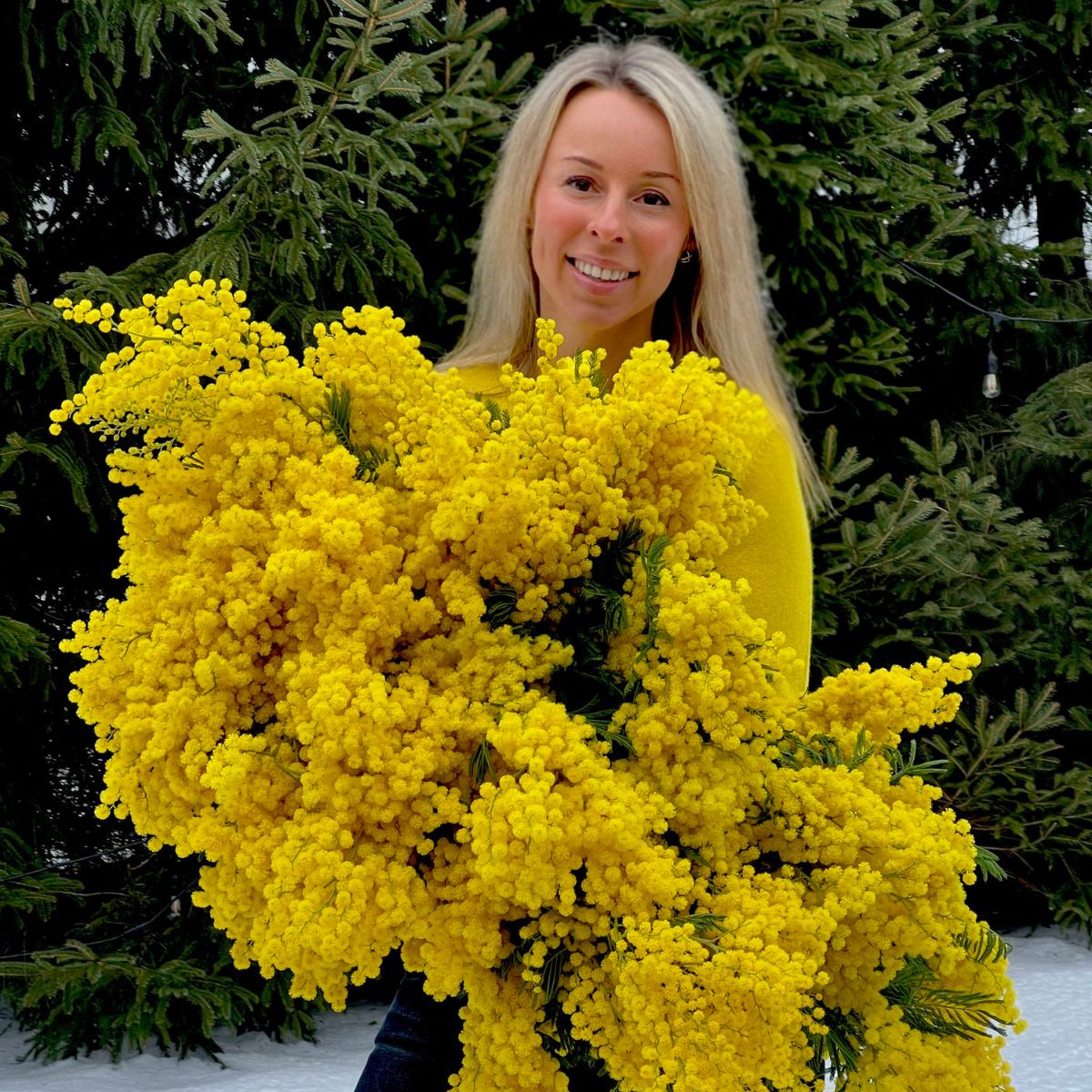 yellow mimosa tree