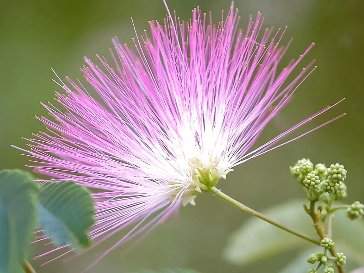 mimosa tree flower