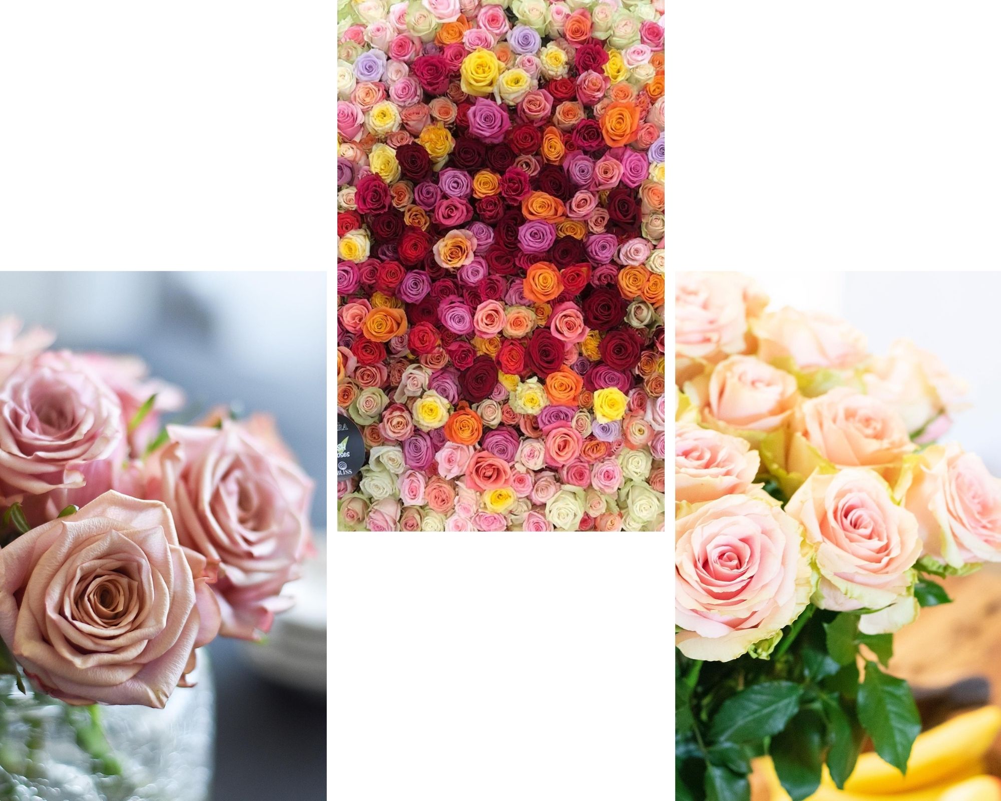 Decofresh varieties collage2 - Florist rose paradise - TOTF2020 on thursd