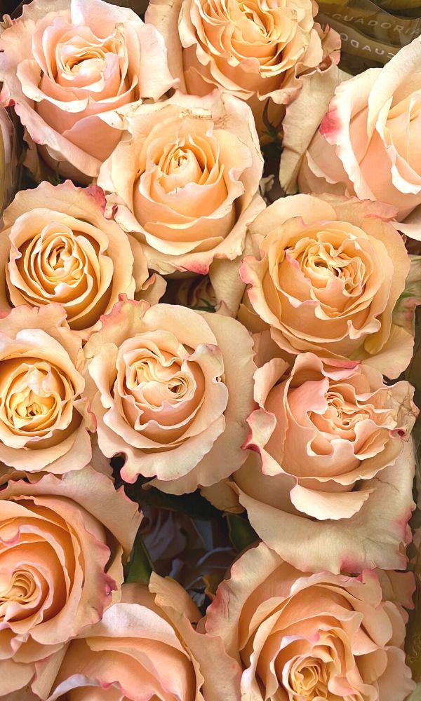 Rose Carpe Diem at EQR Roses