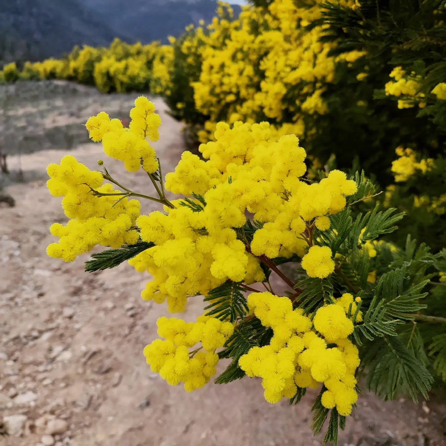 Mimosa Festival in France