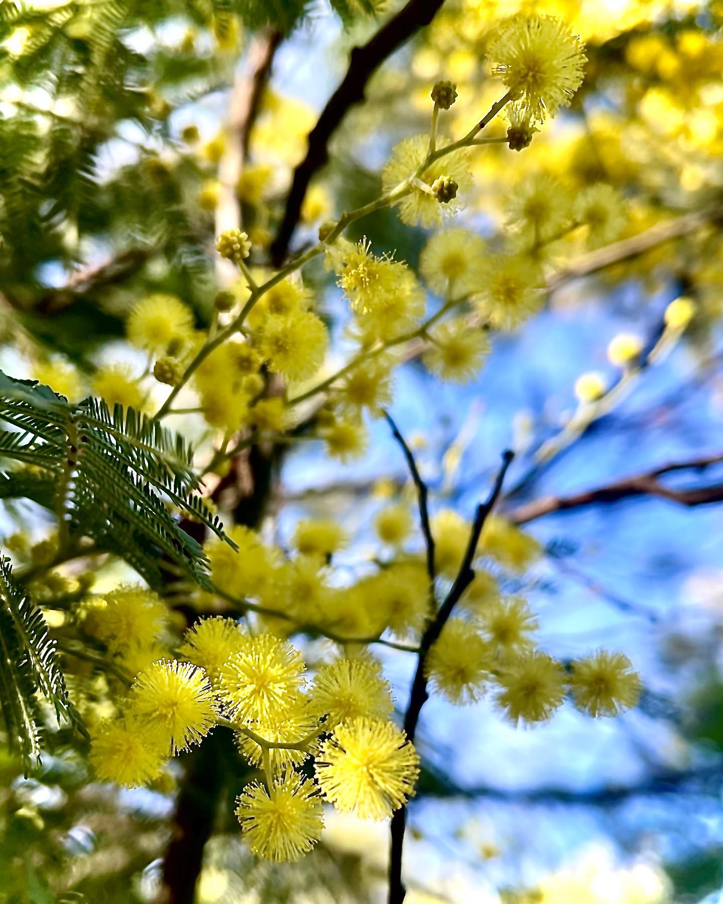 Mimosa flowers