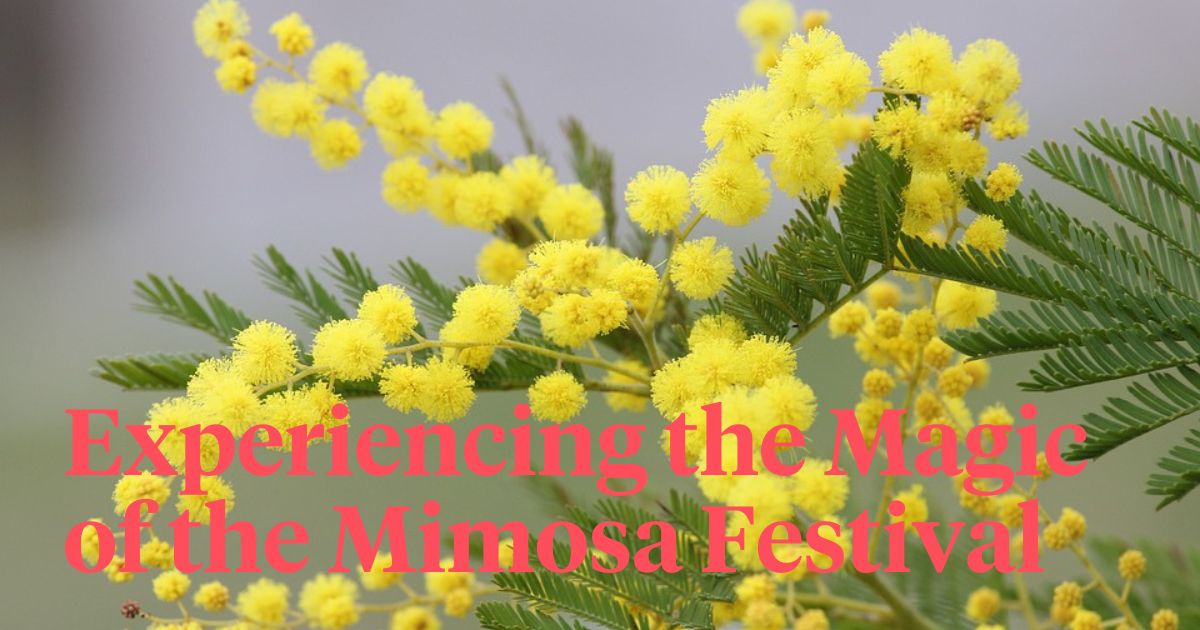 Mimosa Festival header