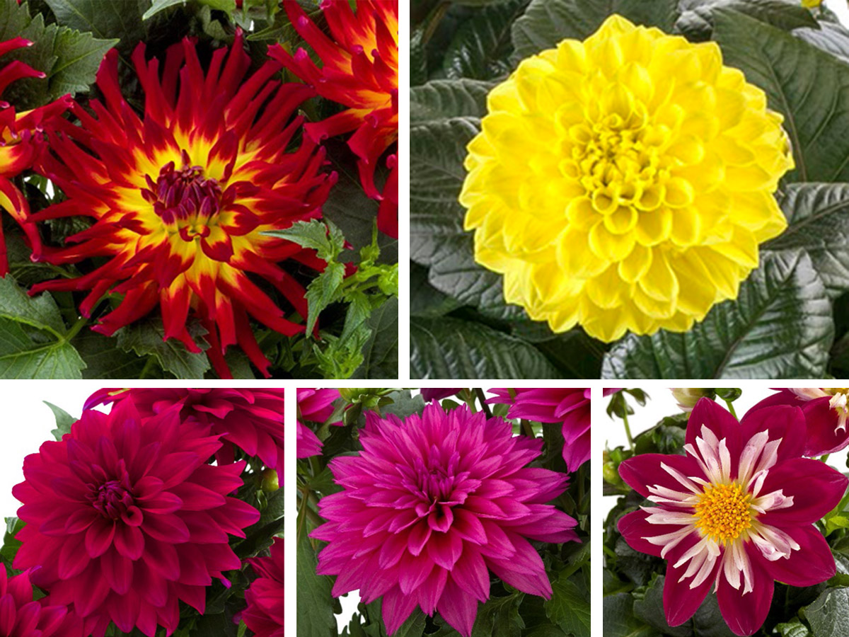 Beekenkamp dahlia shapes