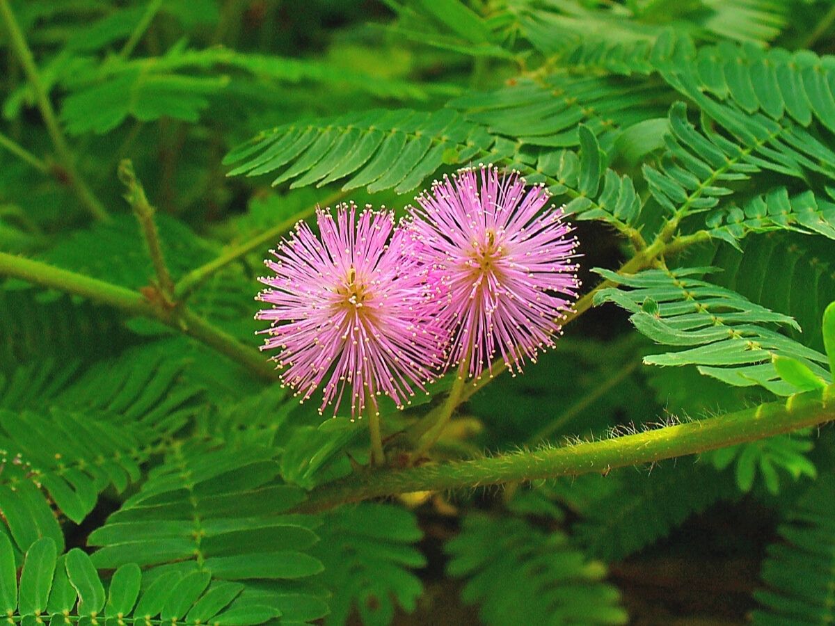 Mimosa pudica flower