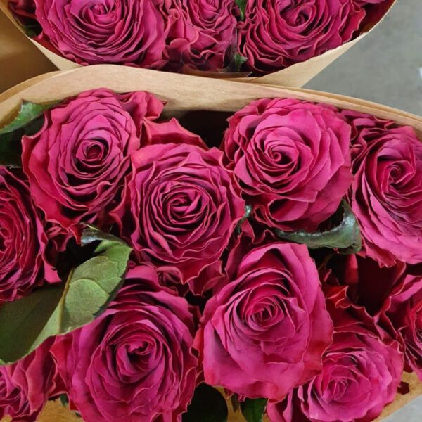 Rose Venturoso - Decofresh roses on Thursd