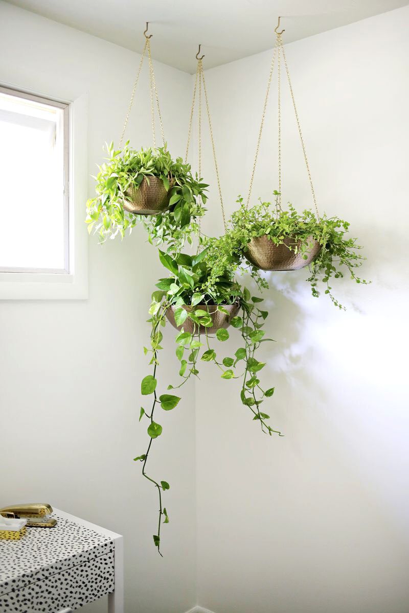 Seven indoor hanging plants to have in 2023