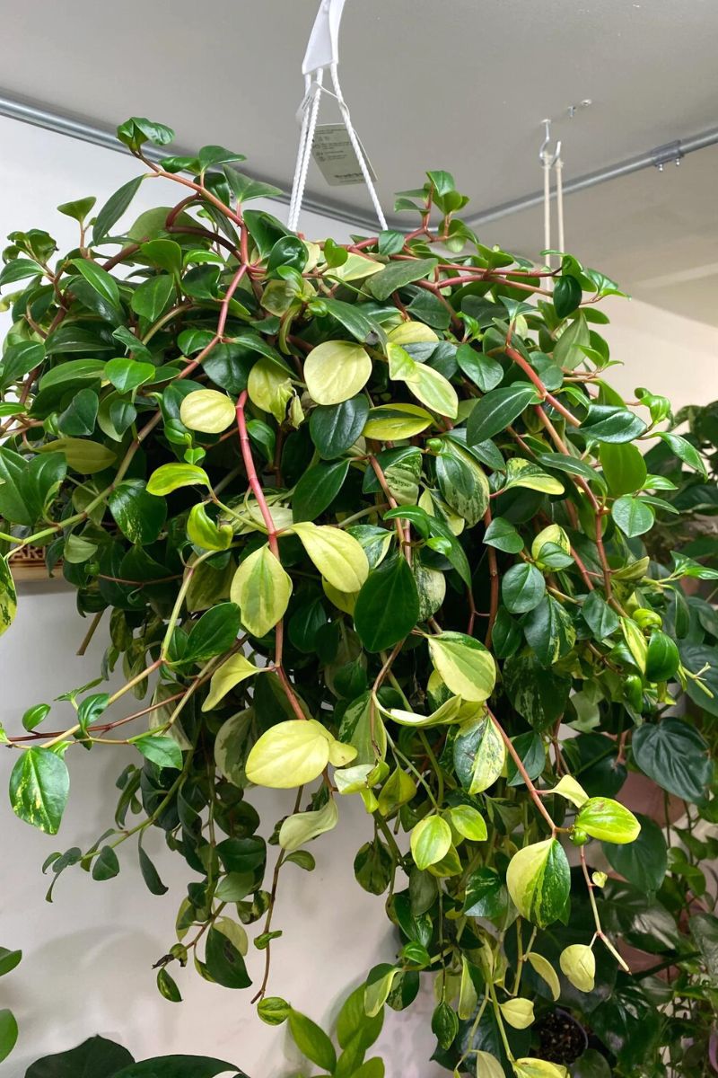 Peperomia indoor hanging plant