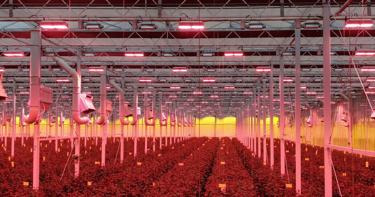 Led Lighting at Porta Nova Red Naomi Greenhouses