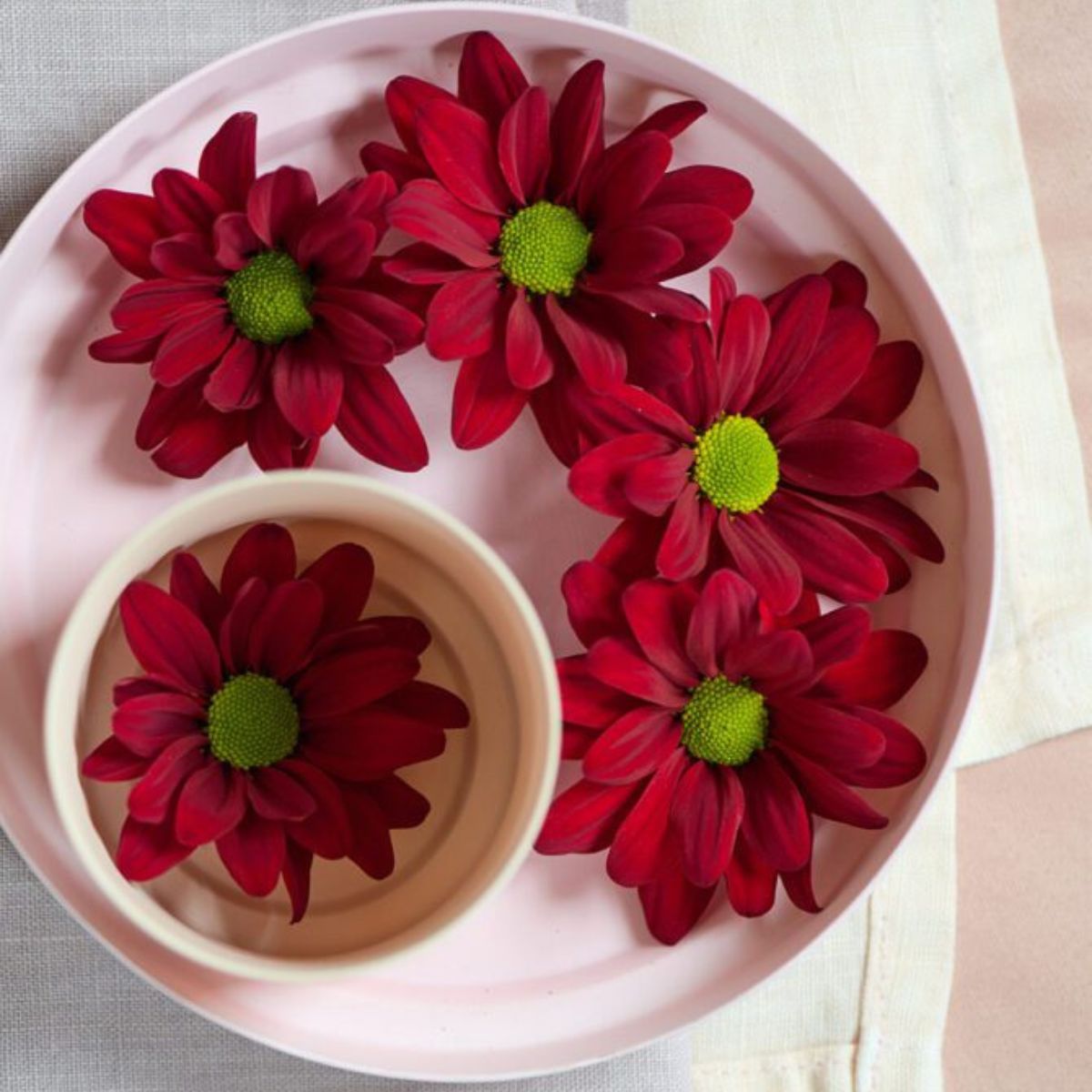 Chrysanthemum barolo red for vday