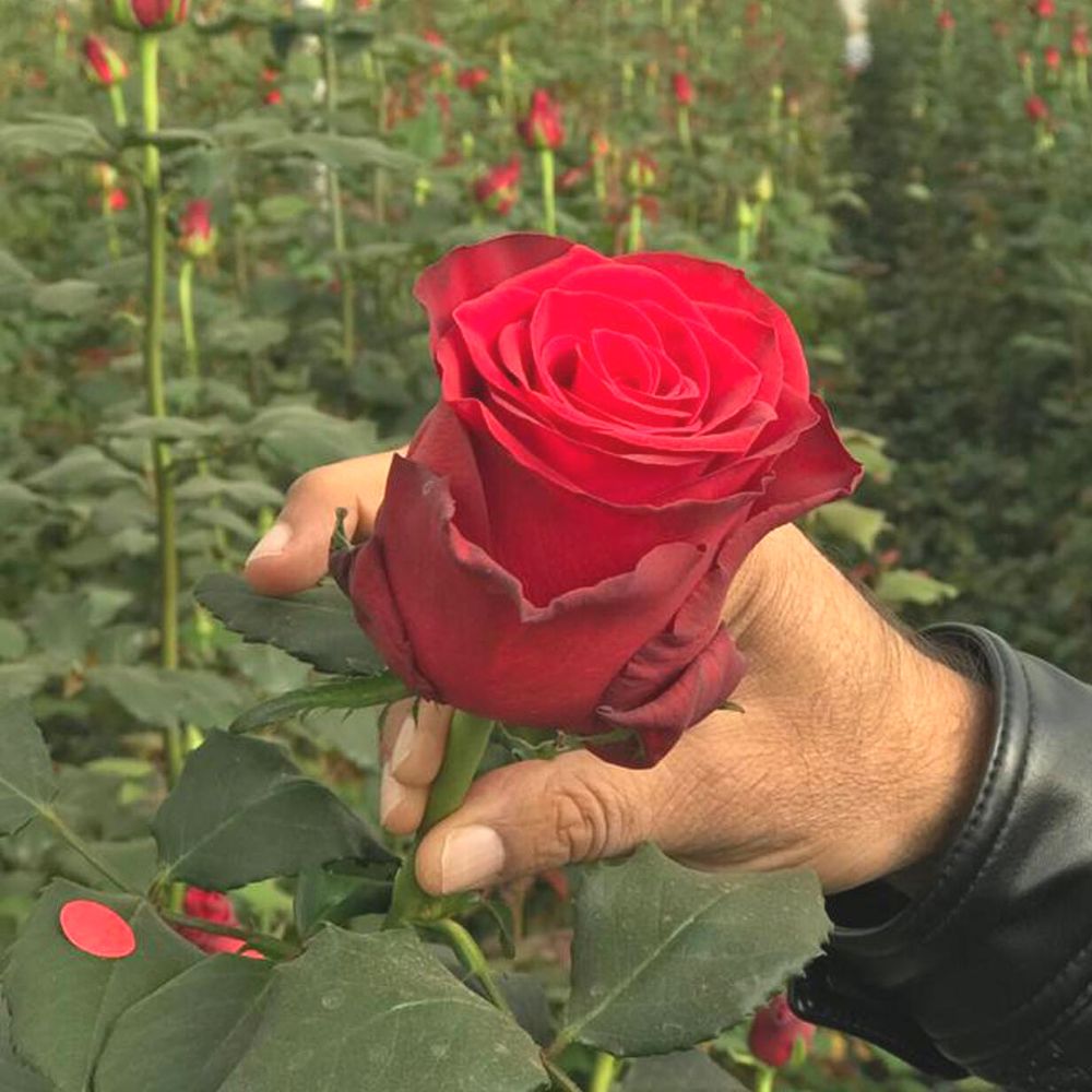 Eternity Rose Bush ~ Red