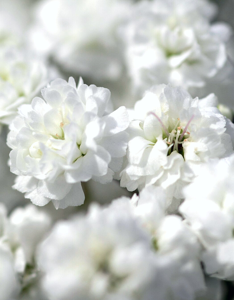 Gypsophila Xlence 