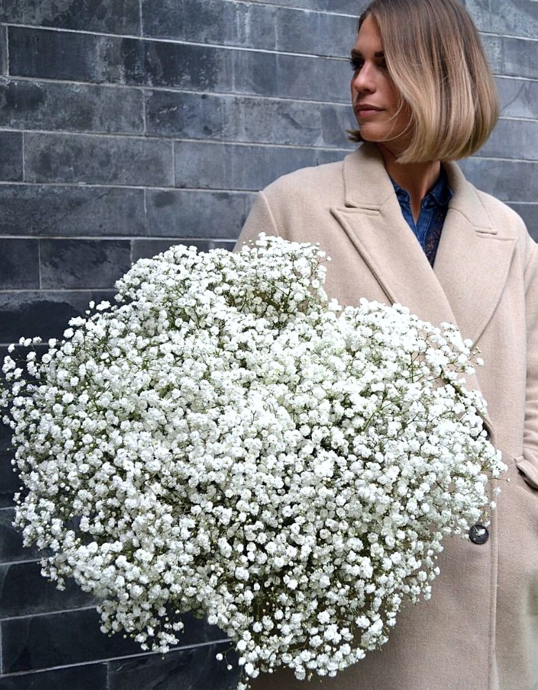 Gypsophila Xlence as Focal Flower